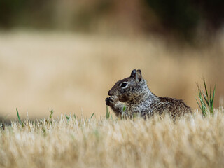 California ground squirrel