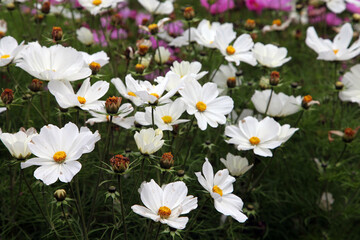 Beautiful pink and white Anemone Cosmos flowers
