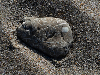 Sedimentary rock with shells