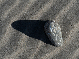 Sedimentary rock with shells
