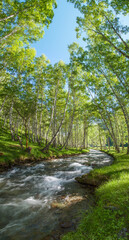 Fototapeta na wymiar Spring forest creek, stormy stream. Vertical banner.