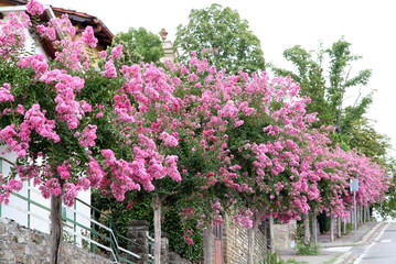 Closeup of pretty pink Crepe Myrtle plant