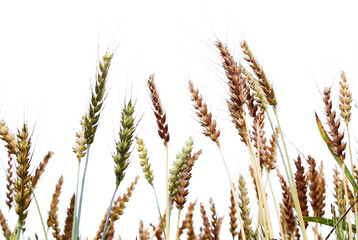 Fototapeta premium 小麦