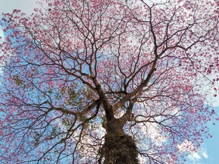 tree in bloom