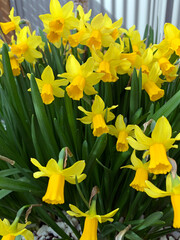 Beautiful colorful yellow and orange daffodil flowers in garden in early Spring in Victoria, Australia