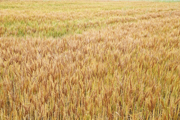 黄金の麦畑