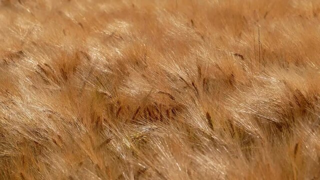 MS Field of grain blowing on wind / Soest, Saargau, Rhineland-Palatinate, Germany