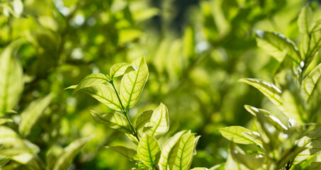 green leaves of ornamental plant 