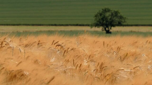 WS Field of grain blowing on wind / Soest, Saargau, Rhineland-Palatinate, Germany