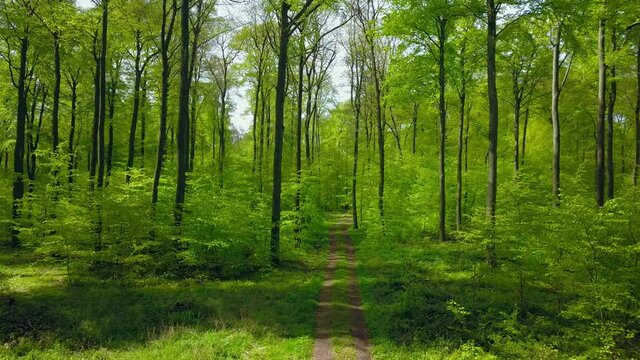 WS AERIAL Beech forest in spring / Kollig, Rhineland-Palatinate, Germany