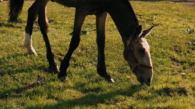 Foal eats green grass. A thin nits foal graze in the meadow.