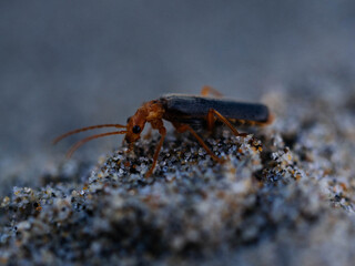 Red head bug