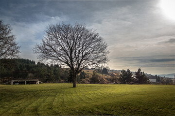 Magical old tree with sun rays in the morning. Colorful landscape