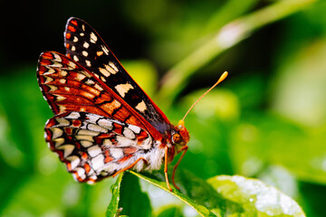 Beautiful Buttfly