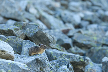 Pika Keeping An Eye Out