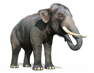 Indian Elephant isolated on white background 3d illustration