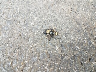 dead bumblebee on black asphalt
