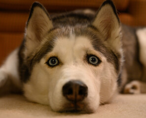 Perplexed Husky Looks at Camera