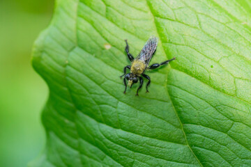 Bee Like Robber Fly in Springtime