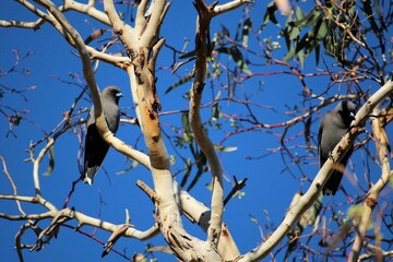 Dusky Woodswallow (Artamus cyanopterus) South Australia