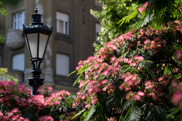 street lamp with flowers at Budapest