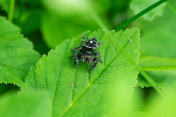 Bold Jumping Spider in Springtime
