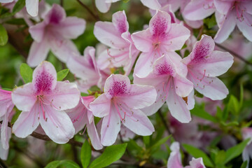 Pink Azalea Blooms Close Up