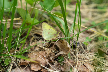 Clouded Sulphur Butterfly in Springtime