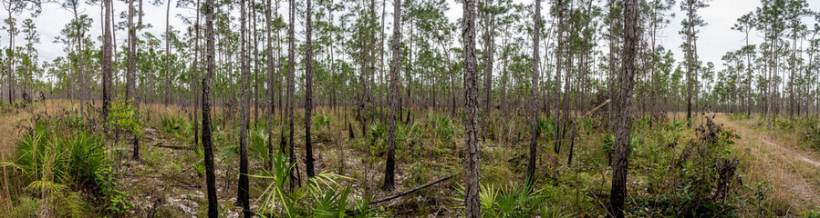 Pine Forest and Young Palms in Everglades Panorama