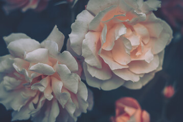 Closed Up Flower Background; Nature Background; Vintage style