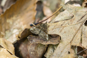 Deceptive Hypena Moth in Springtime