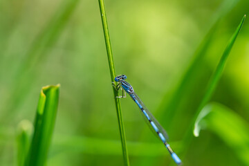 Double Striped Bluet in Springtime