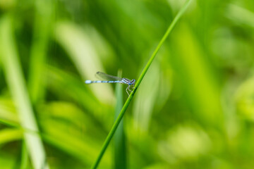 Double Striped Bluet in Springtime