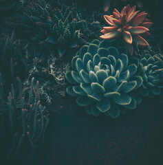 Fototapeta na wymiar Succulent Plants in vintage style, Nature Background or Texture