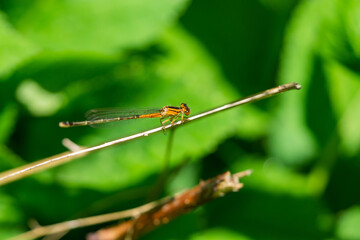 Female Eastern Forktail Damselfly in Springtime
