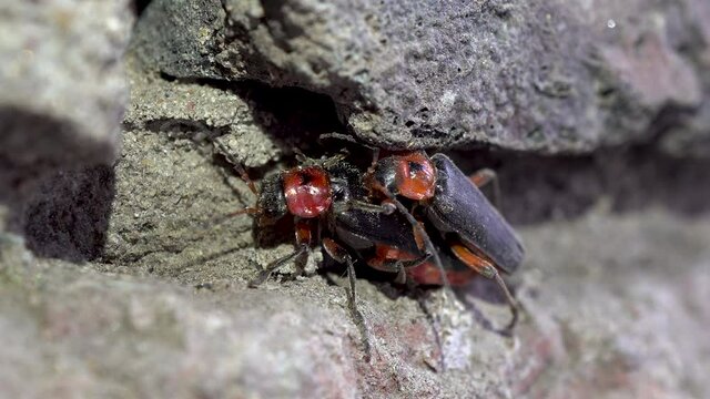 Mating beetles Cantharis rustica. Two beetles have sex. Continuation of the offspring. Macro.