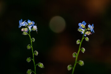 forget me not flowers
