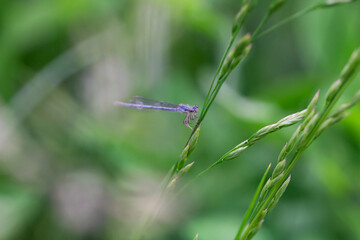 Fragile Forktail Damsefly in Springtime