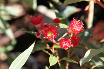 Beautiful pink flowering gum tree in Australia 