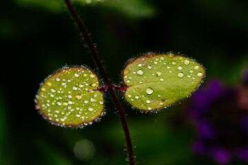 water drops on leaves