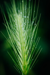 Fototapeta premium Weed Spike with morning dew