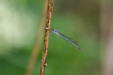 Fragile Forktail Damsefly in Springtime