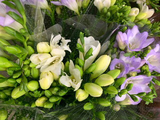 Closeup of beautiful Fressia flowers