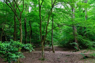 新緑の森