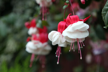 Beautiful pink and white fuchsia flowers surrounded by green leaves