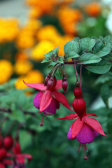 Closeup of beautiful pink and purple fuchsia flowers