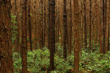 birch forest in autumn