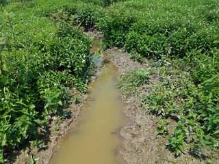 Fototapeta na wymiar small creek and mud in a wetland area