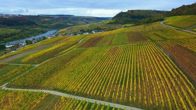 AERIAL WS Landscape with vineyards and river / Ahn, Moselle Valley, Canton of Grevenmacher, Luxembourg