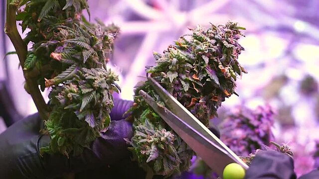 Person hands with black gloves trimming Cannabis plants, Harvest and trimming marijuana plant. Concept of growing  medical cannabis
